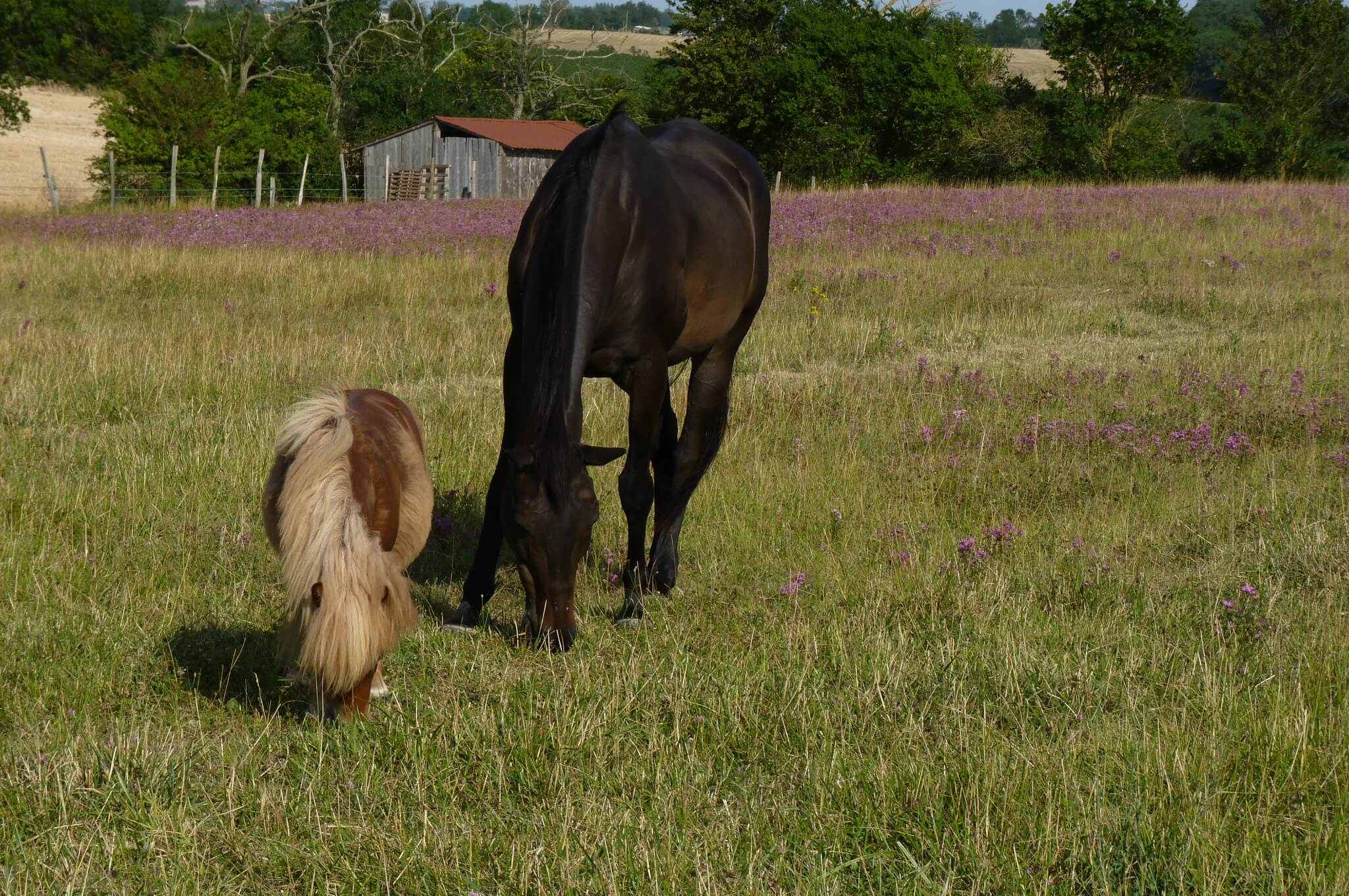 Chevaux