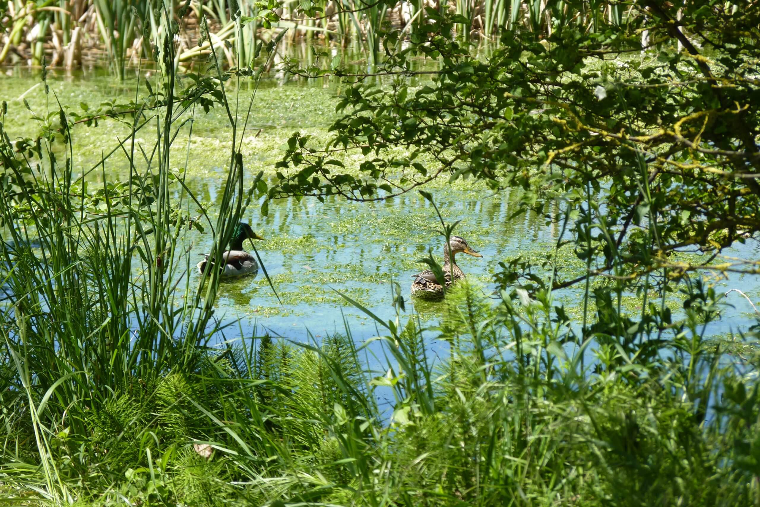 Mare et canards