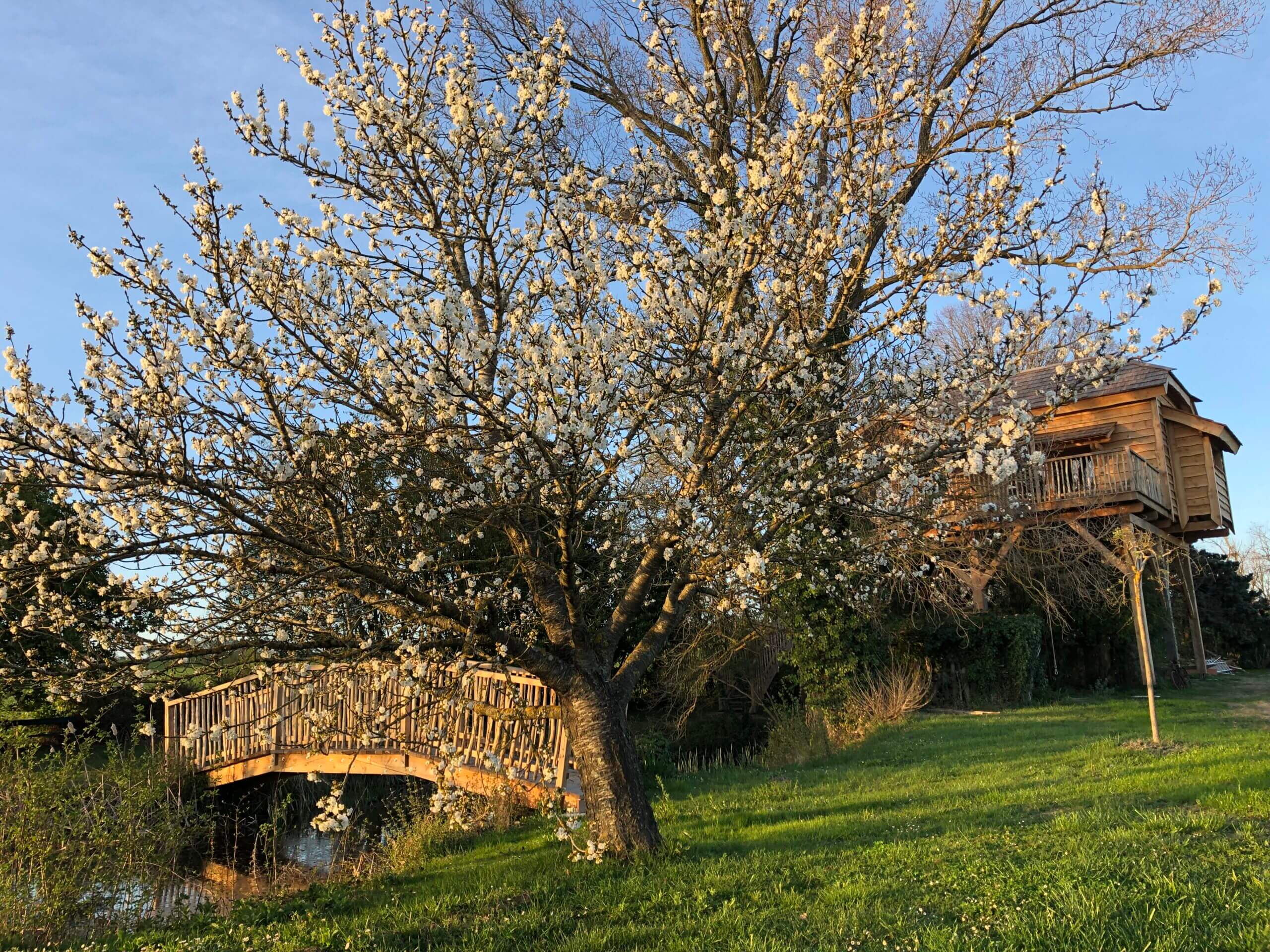 Pont et cerisier en fleurs