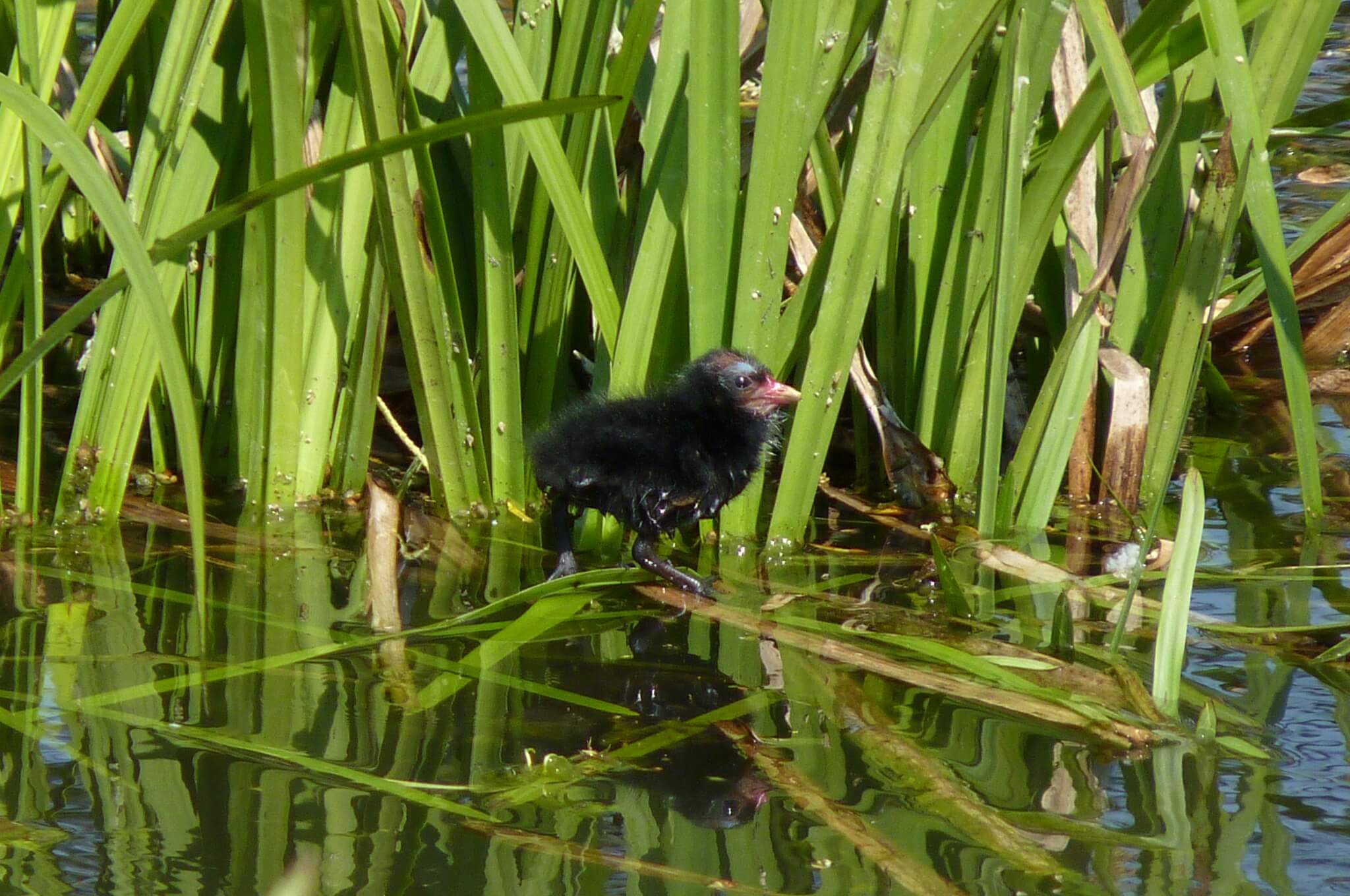 Poule d'eau