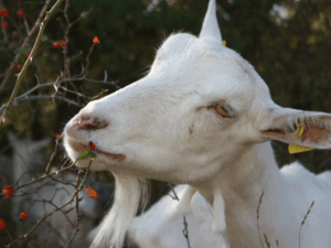 Ferme de Cabriole