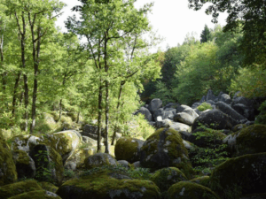 Foret Sidobre